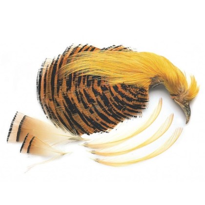 Golden Pheasant No 1 complete head Veniard bażant złocisty głowa topping tippets